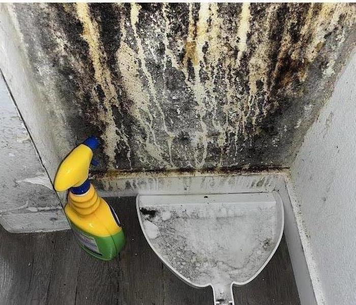 Drywall affected by mold
